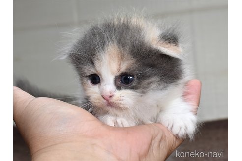成約済の愛知県のスコティッシュフォールド(折れ耳)-82359の5枚目